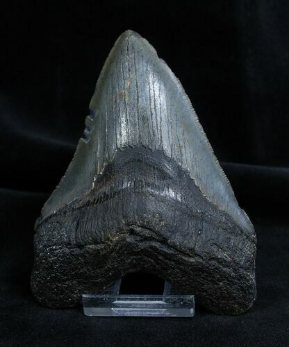Inch Georgia Megalodon Tooth #1351